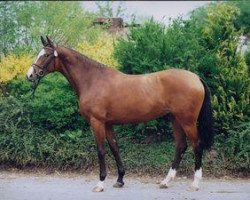 broodmare Rieke X (Holsteiner, 2001, from Caretino)