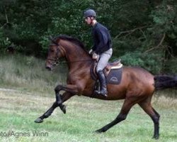 jumper Sig Ariba (Holsteiner, 2008, from Canturo)