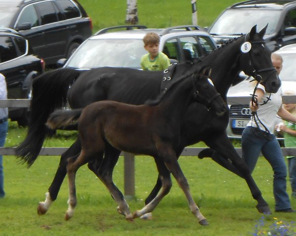dressage horse Hexe (Westphalian, 2013, from Heinrich Heine)