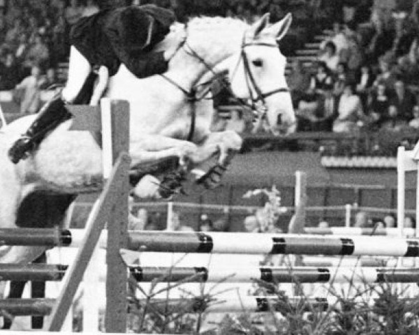 broodmare Aston Answer (Irish Sport Horse, 1973, from Any Questions)