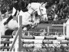 Zuchtstute Aston Answer (Irish Sport Horse, 1973, von Any Questions)