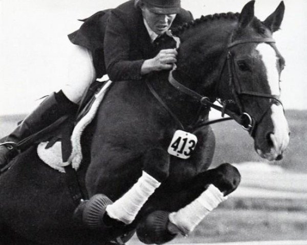 stallion Marius (KWPN (Royal Dutch Sporthorse), 1968, from Marco Polo)