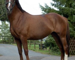 broodmare Hillary (Hanoverian, 1990, from Hill Hawk xx)