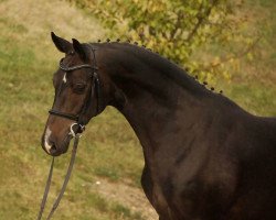 broodmare Solistin (Hanoverian, 2008, from Sir Donnerhall I)