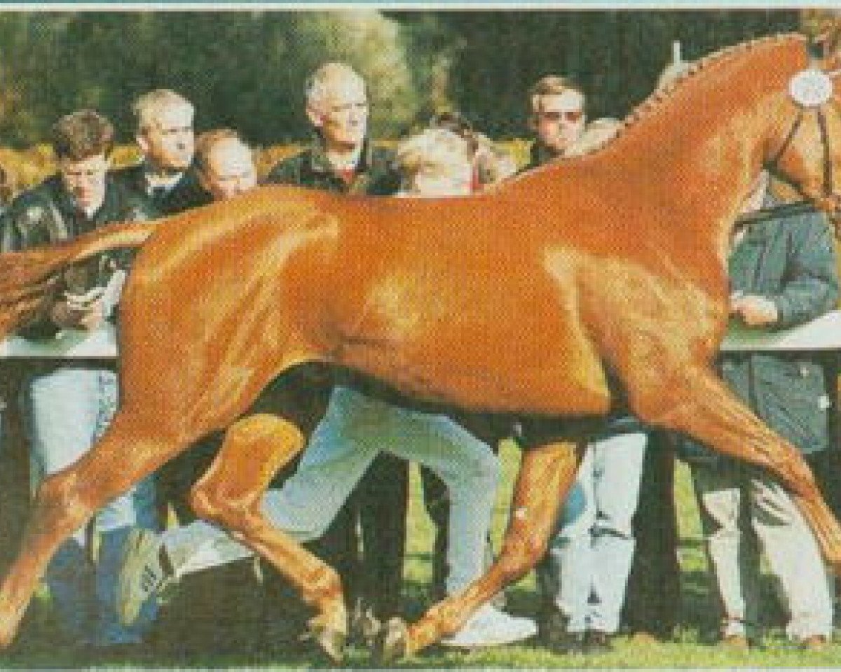 stallion Polypur (Rhinelander, 1992, from Palisandergrund)