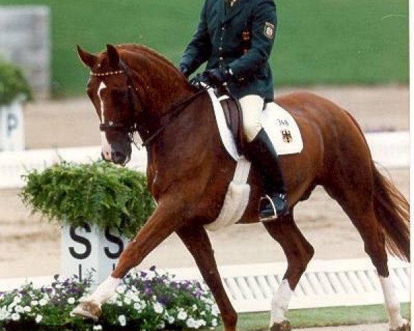 dressage horse Goldstern (Westphalian, 1981, from Weinberg)