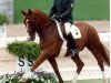 dressage horse Goldstern (Westphalian, 1981, from Weinberg)