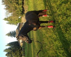 dressage horse Ramazzotti Il Campione (Oldenburg, 2008, from Rubinero 2)