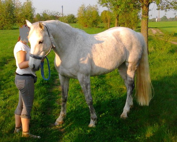 horse L'Abdullah (Hessian Warmblood, 1999, from Lanciano)