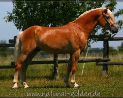 Deckhengst Steinfries (Haflinger, 2008, von liz. 350/T Stainz)