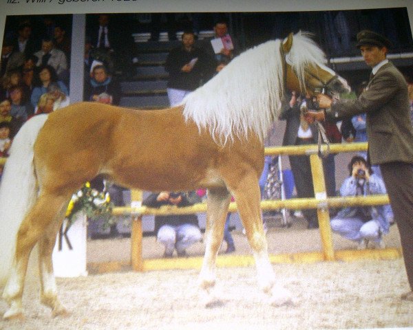 stallion Andrit (Haflinger, 1986, from Aras)