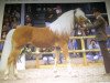 stallion Andrit (Haflinger, 1986, from Aras)