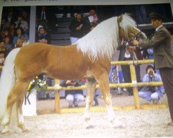 stallion Andrit (Haflinger, 1986, from Aras)