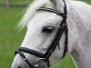 broodmare Pauline (German Riding Pony, 2003, from Plural)