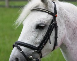 broodmare Pauline (German Riding Pony, 2003, from Plural)