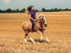 Dressurpferd Coelenhage's Escudo (Nederlands Welsh Ridepony, 2004, von Speyksbosch Nando)