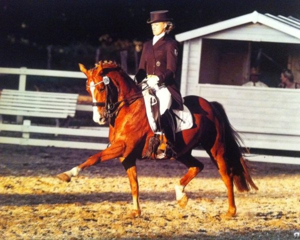 dressage horse My Nickelodeon (German Riding Pony, 1998, from Speyksbosch Nelson)