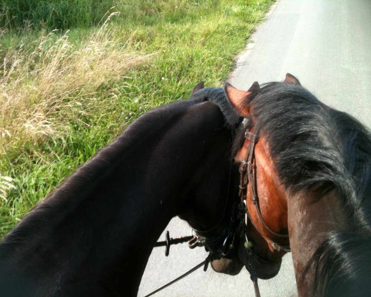 dressage horse Party Girl (Rhinelander, 2003, from Potsdam)