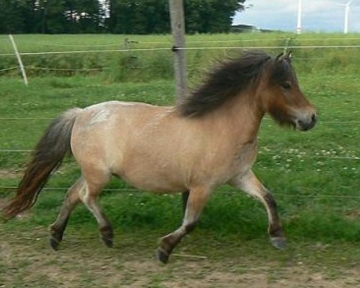 broodmare Greylight Hellyberry (Shetland Pony, 2010, from Crazy Colours Troll)