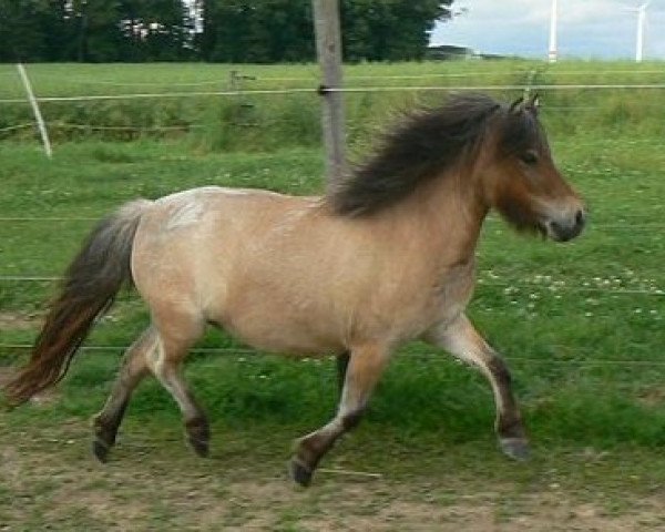 Zuchtstute Greylight Hellyberry (Shetland Pony, 2010, von Crazy Colours Troll)