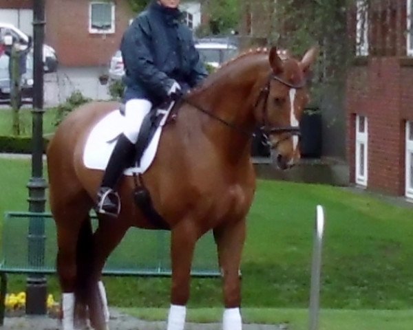 horse Paulchen (Westphalian, 2001, from Pageno)
