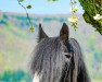 dressage horse Robin 654 (Shire, 1999)