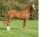 stallion Jacobspeel's Rocky (Nederlands Welsh Ridepony, 1987, from Bokkesprong Czardas)