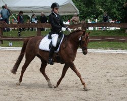 broodmare Rotkäppchen 13 (German Riding Pony, 2002, from Jacobspeel's Rocky)