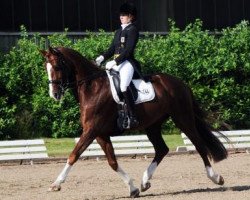 dressage horse Dr.house 2 (Oldenburg, 2005, from Don Schufro)