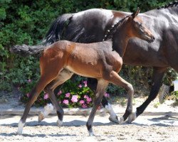 dressage horse Shokolata (Bavarian, 2013, from Fidertanz)