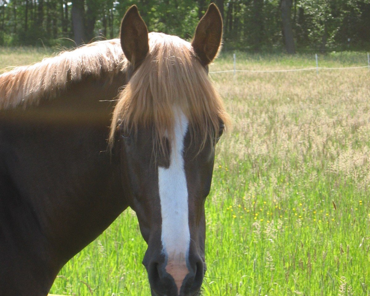 Dressurpferd Don't Touch 9 (Deutsches Reitpony, 2002, von Dressman III)