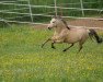 Dressurpferd Gründleinshof's Goldrausch (Deutsches Reitpony, 2009, von Gründleinshof's Golden Starlight)