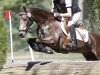 dressage horse Aleppo D (German Riding Pony, 2001, from Amarillys Sensation D)