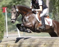 dressage horse Aleppo D (German Riding Pony, 2001, from Amarillys Sensation D)