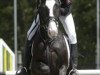 dressage horse Nabur (German Riding Pony, 2002, from Navoy)