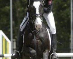 dressage horse Nabur (German Riding Pony, 2002, from Navoy)