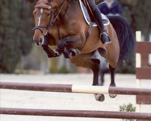 broodmare Malva La Silla (Sporthorse La Silla, 2003, from Mandingo La Silla)