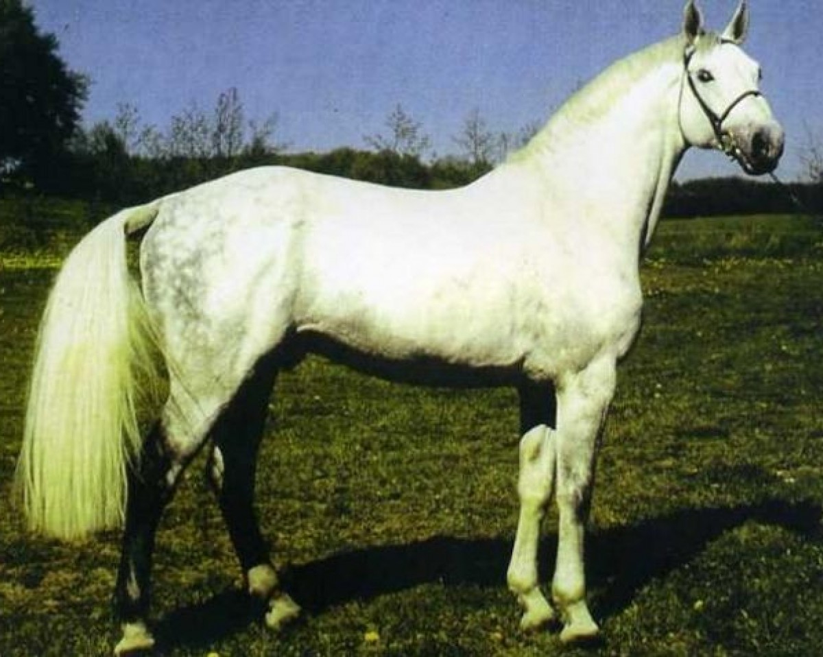 stallion Cantus (Holsteiner, 1981, from Caletto I)