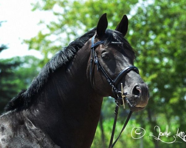 horse Tempelfürst (Trakehner, 1998, from Louidor)