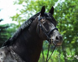 Pferd Tempelfürst (Trakehner, 1998, von Louidor)