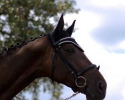 broodmare Faith (Hanoverian, 2005, from Frenchman II)