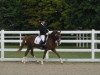 dressage horse Crocodile Dundee (German Riding Pony, 2000, from Cap Cennedy N)