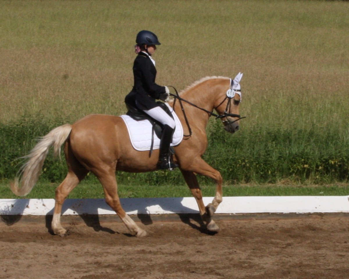 stallion Nectario (German Riding Pony, 2003, from Nacromancer in the dark)