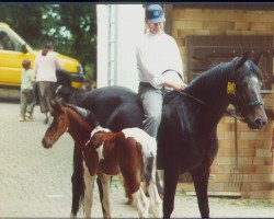 broodmare Ilvy (Hessian Warmblood, 1993, from Anis)