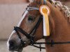 dressage horse Navarino 63 (Haflinger, 2008, from Nevio)