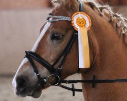 dressage horse Navarino 63 (Haflinger, 2008, from Nevio)