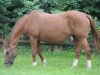 broodmare Rakota (Hanoverian, 1989, from Rebel Z I)