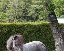 broodmare Rosi (Dt.Part-bred Shetland pony, 2011, from Kawallier)