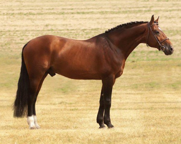 stallion Redako (Hanoverian, 1994, from Ramiro Z)