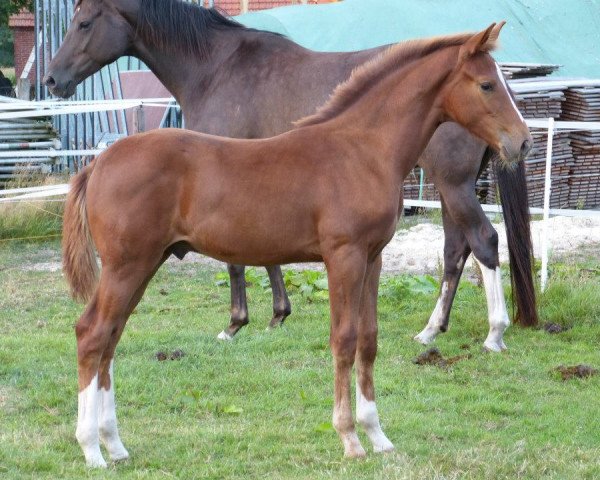 Dressurpferd Vinzentinus (Oldenburger, 2012, von Vitalis)